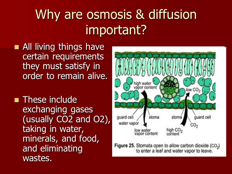 Process of Diffusion and its importance in living organisms